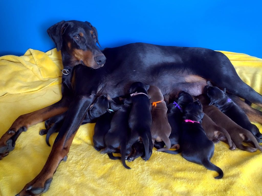 chiot Dobermann Des Anges Du Mont D'or