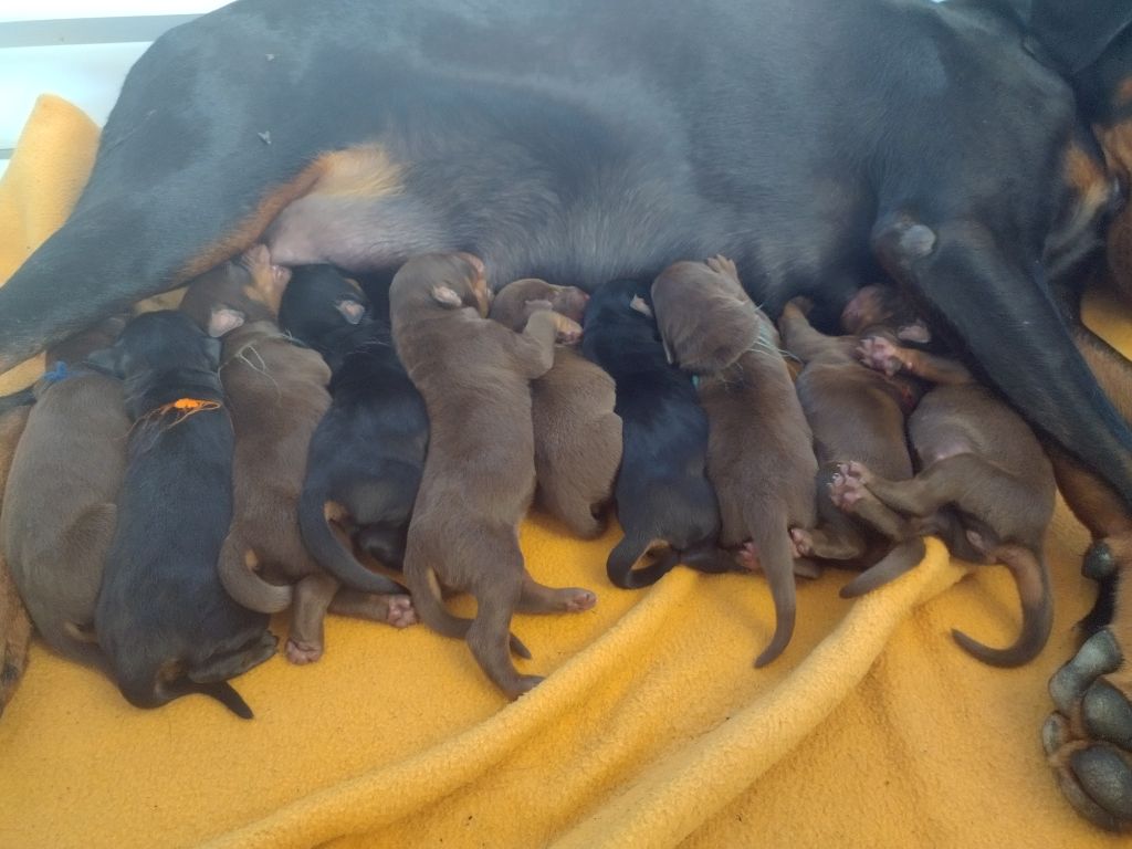 chiot Dobermann Des Anges Du Mont D'or