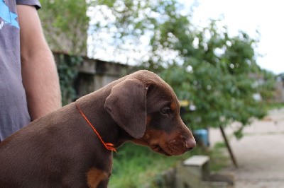 Collier Orange