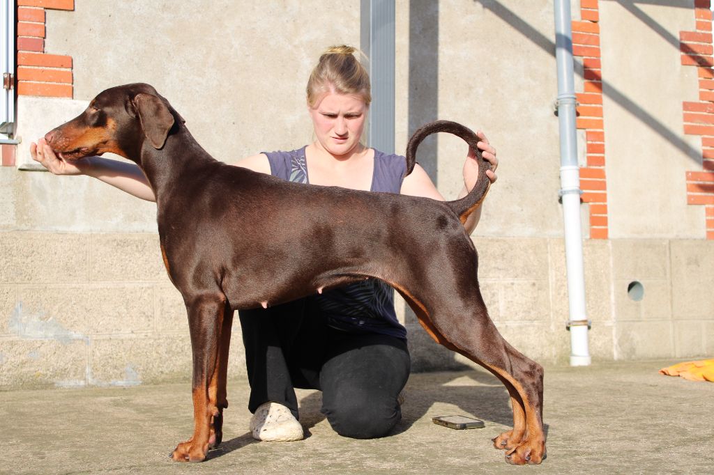 Des Anges Du Mont D'or - Chiot disponible  - Dobermann