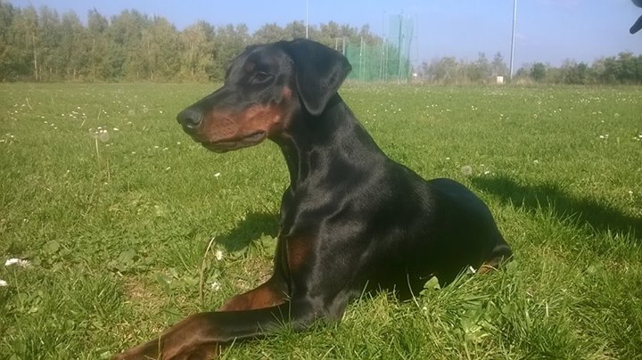 Miss schanna von masterhof