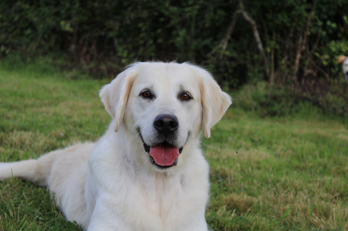 Once upon a time my dream de bihan ki breizh