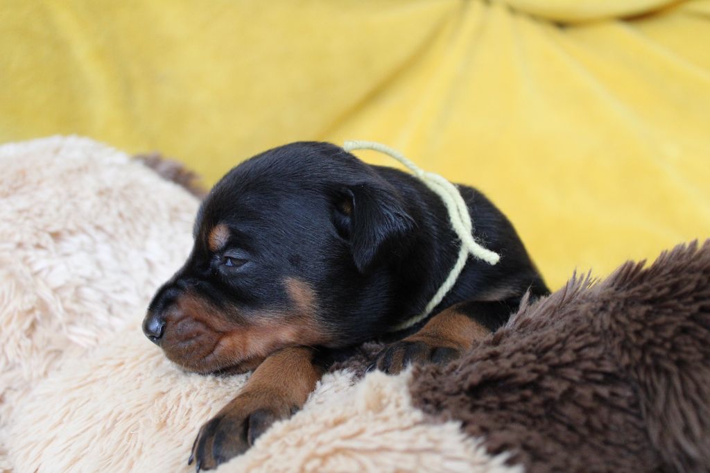 Des Anges Du Mont D'or - Chiots disponibles - Dobermann