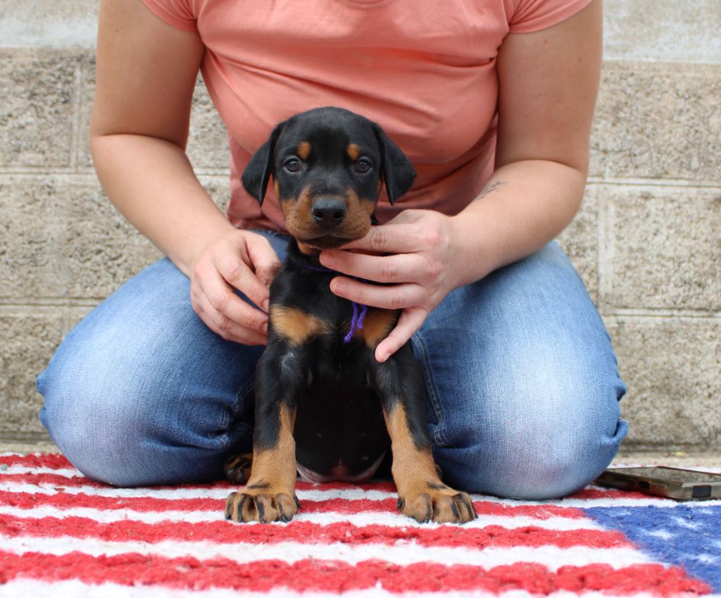 Des Anges Du Mont D'or - Chiots disponibles - Dobermann