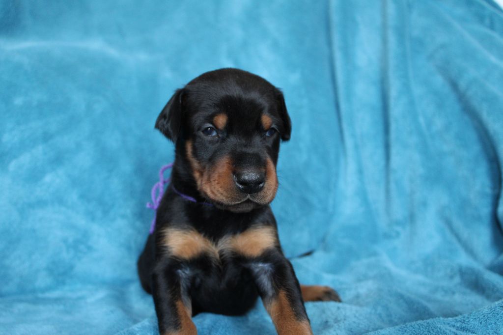 Des Anges Du Mont D'or - Chiots disponibles - Dobermann