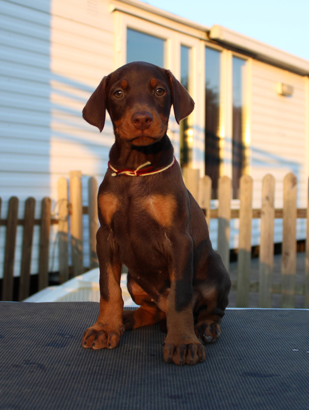 Des Anges Du Mont D'or - Chiots disponibles - Dobermann