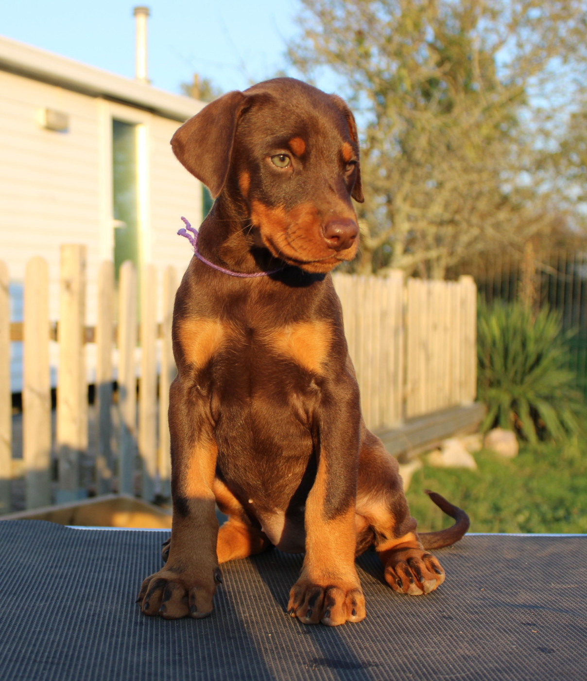 Des Anges Du Mont D'or - Chiots disponibles - Dobermann