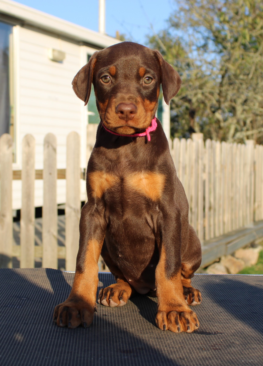 Des Anges Du Mont D'or - Chiots disponibles - Dobermann