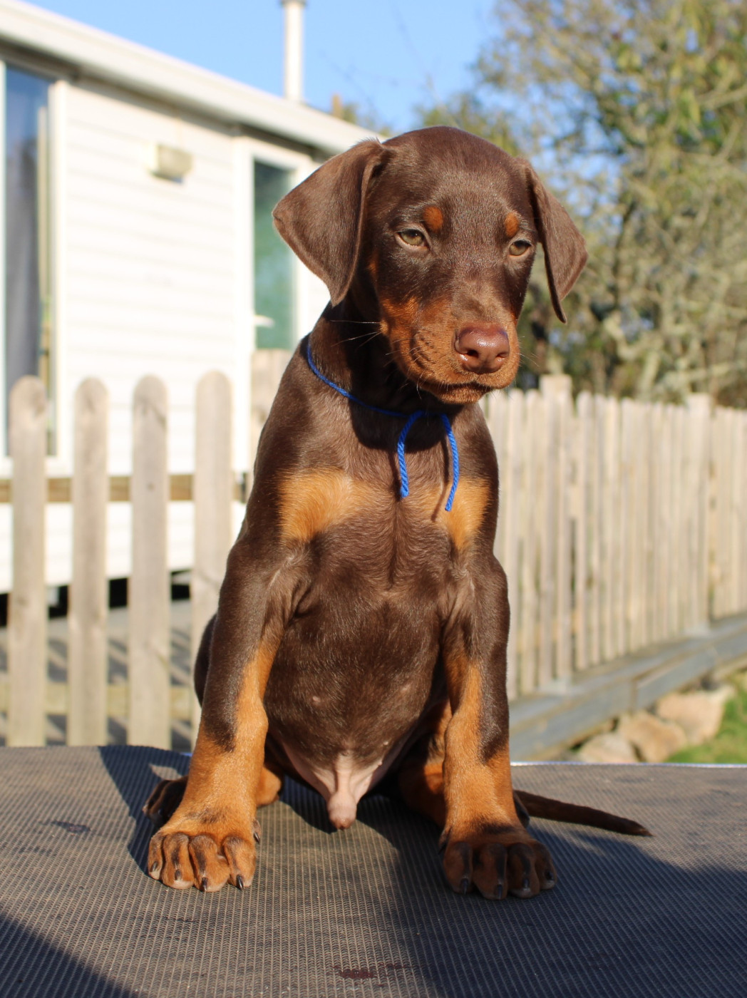 Des Anges Du Mont D'or - Chiots disponibles - Dobermann