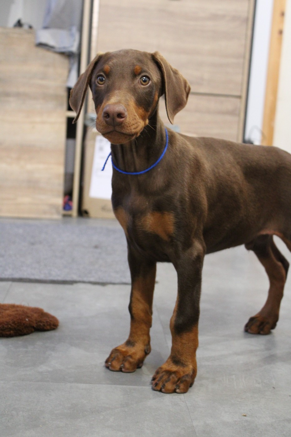 Des Anges Du Mont D'or - Chiots disponibles - Dobermann