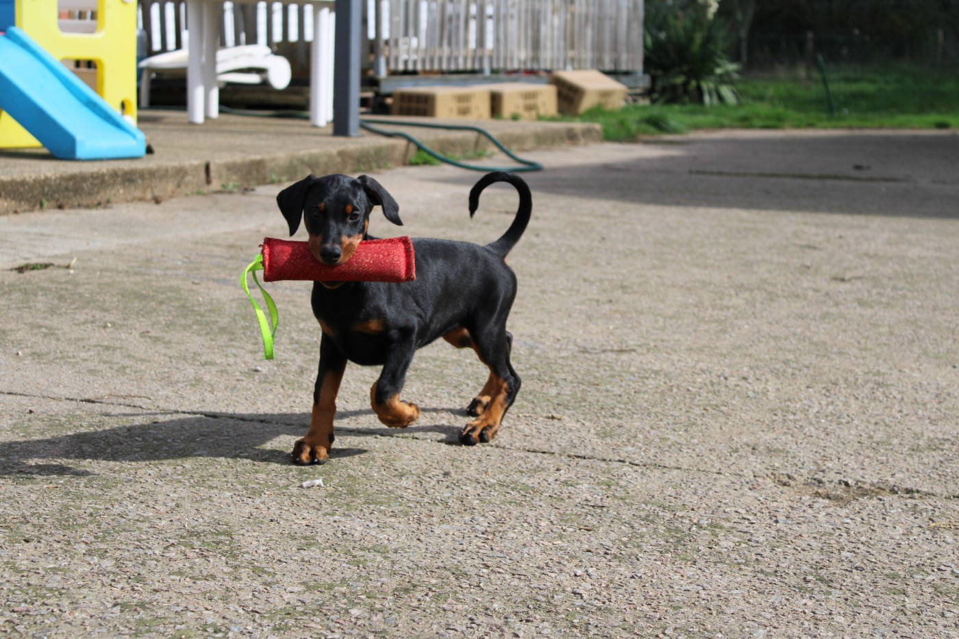 Des Anges Du Mont D'or - Chiots disponibles - Dobermann