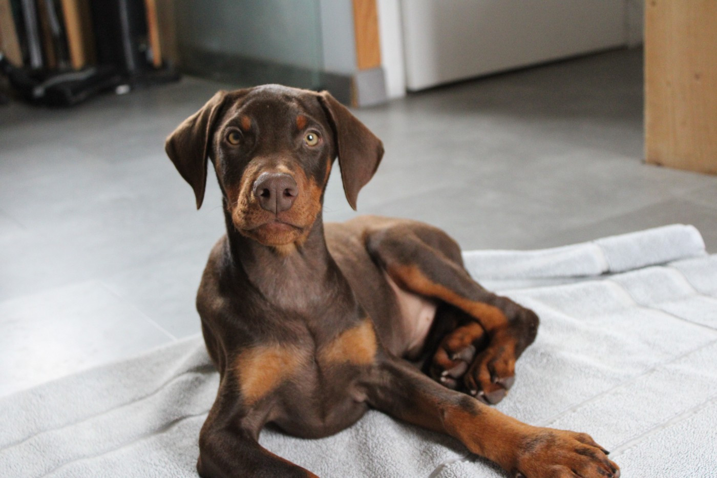 Des Anges Du Mont D'or - Chiots disponibles - Dobermann