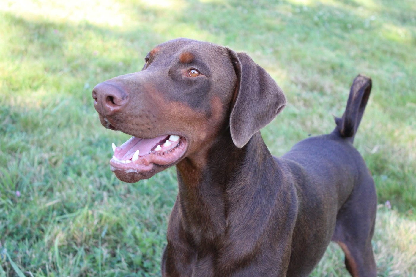 Des Anges Du Mont D'or - Chiots disponibles - Dobermann