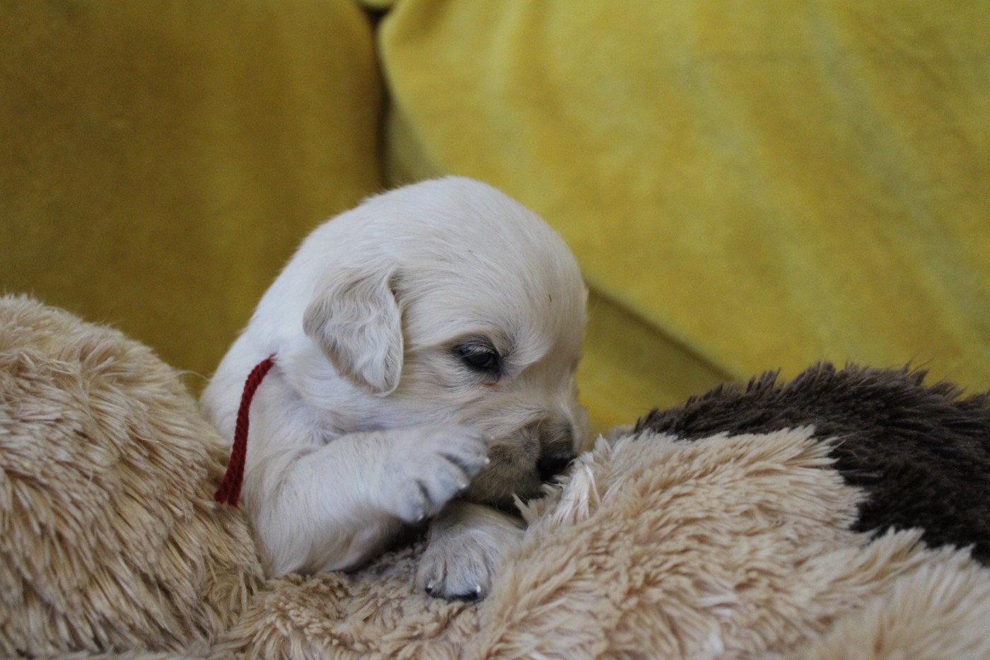 Des Anges Du Mont D'or - Chiots disponibles - Golden Retriever
