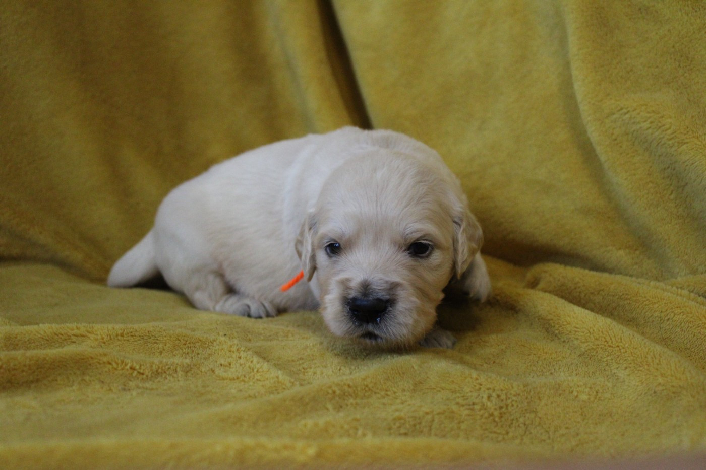 Des Anges Du Mont D'or - Chiots disponibles - Golden Retriever