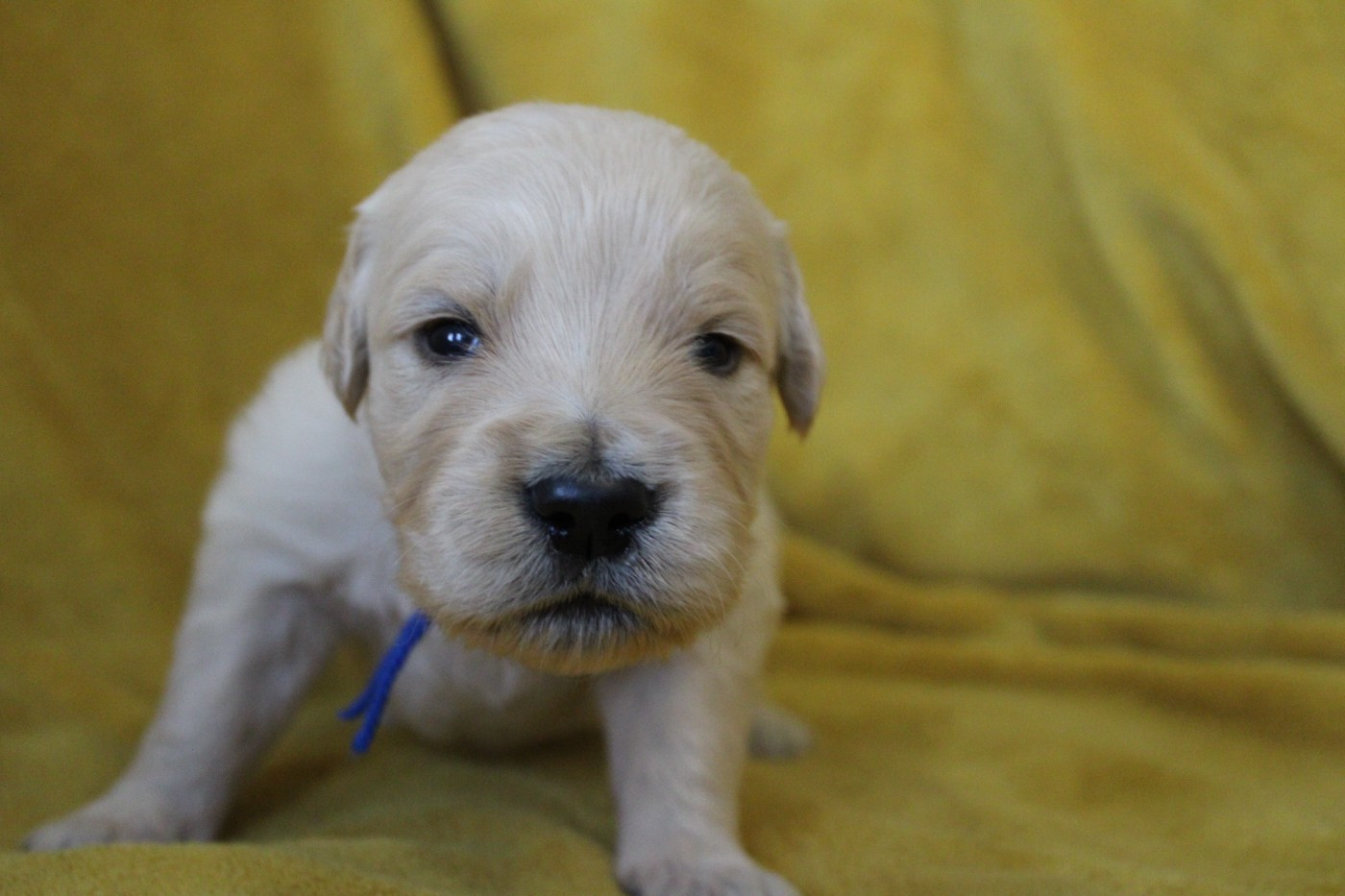 Des Anges Du Mont D'or - Chiots disponibles - Golden Retriever