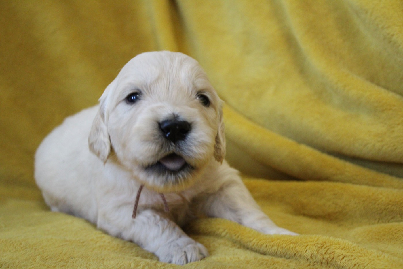 Des Anges Du Mont D'or - Chiots disponibles - Golden Retriever