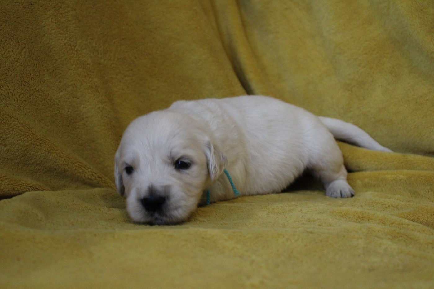 Des Anges Du Mont D'or - Chiots disponibles - Golden Retriever