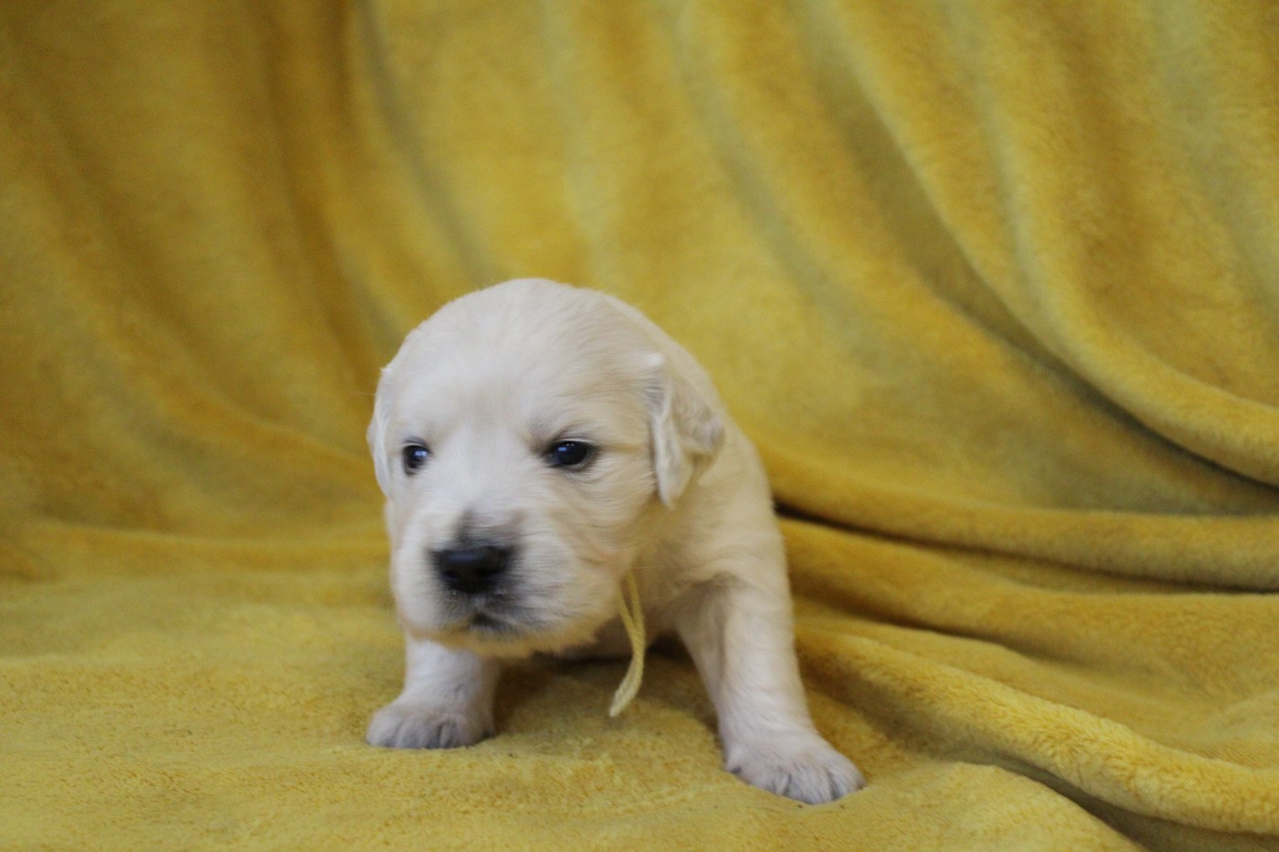 Des Anges Du Mont D'or - Chiots disponibles - Golden Retriever