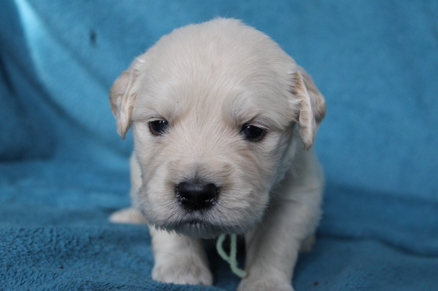 Des Anges Du Mont D'or - Chiots disponibles - Golden Retriever