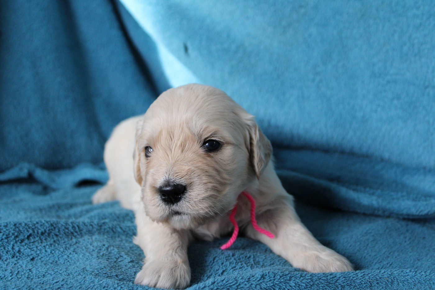 Des Anges Du Mont D'or - Chiots disponibles - Golden Retriever
