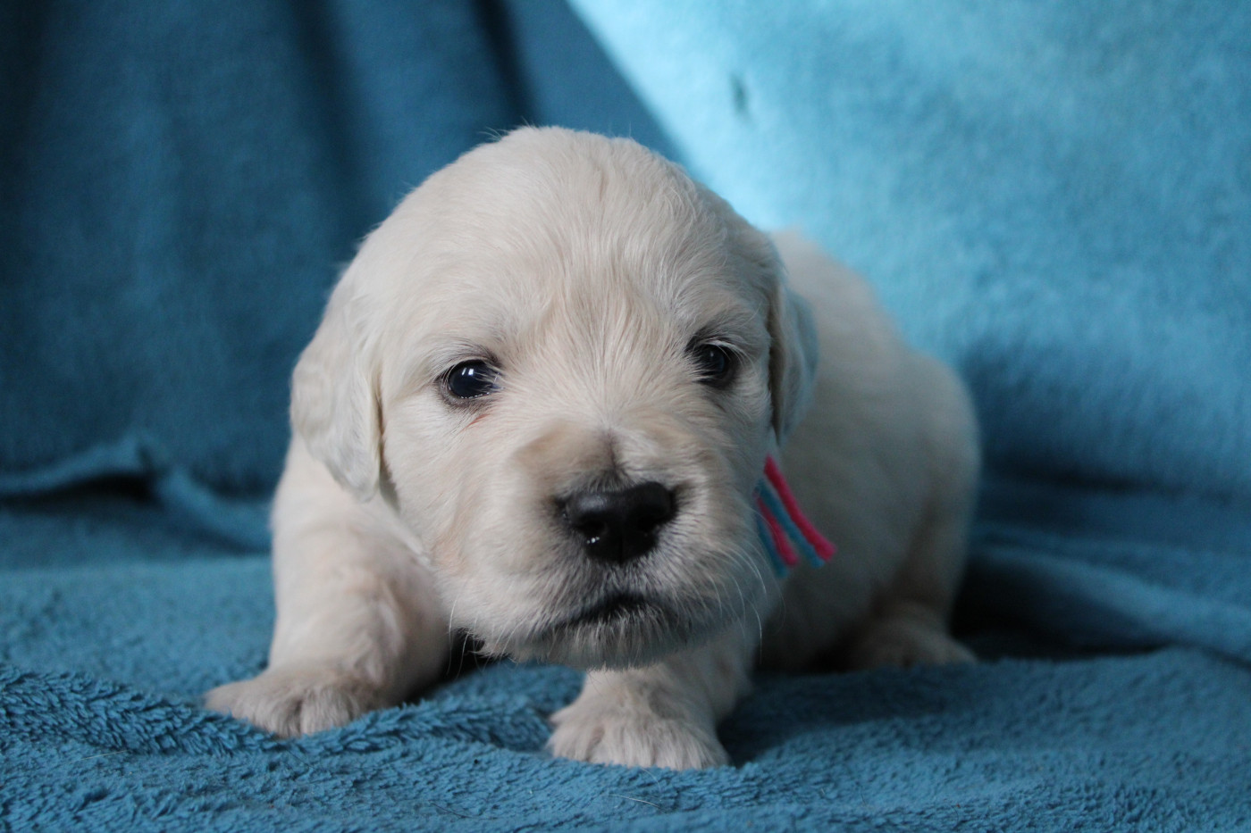 Des Anges Du Mont D'or - Chiots disponibles - Golden Retriever