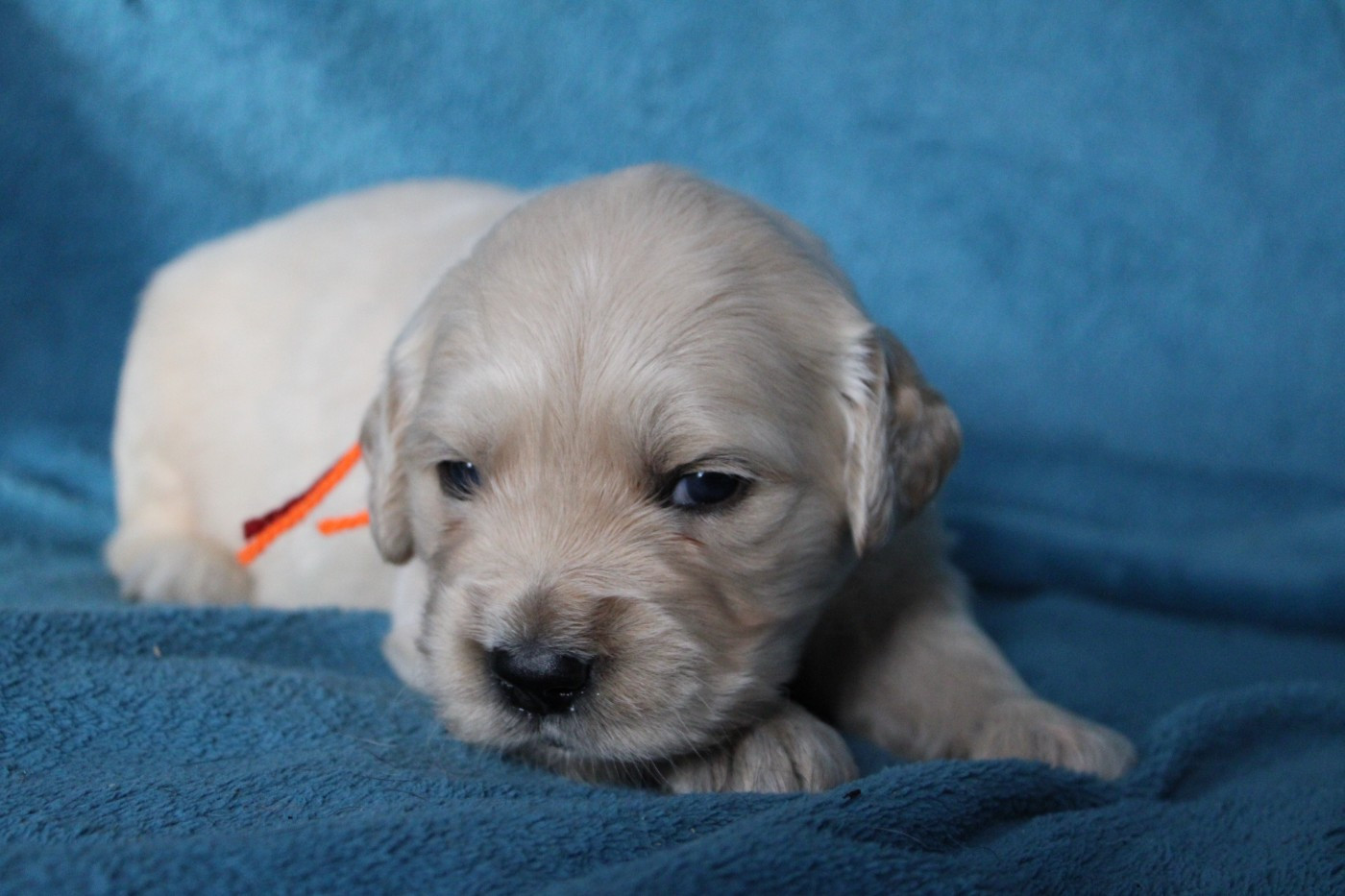 Des Anges Du Mont D'or - Chiots disponibles - Golden Retriever