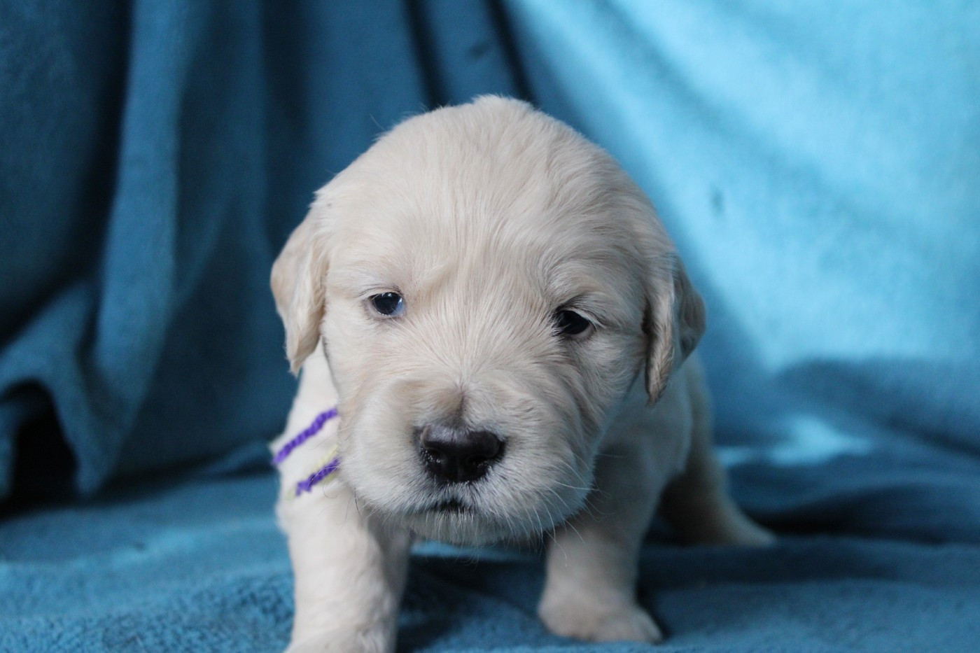 Des Anges Du Mont D'or - Chiots disponibles - Golden Retriever
