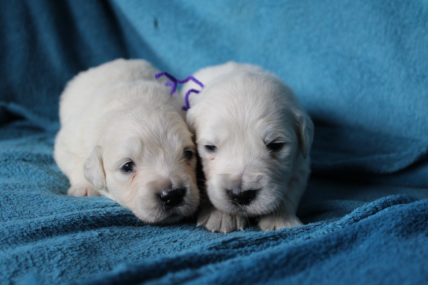 Des Anges Du Mont D'or - Chiots disponibles - Golden Retriever