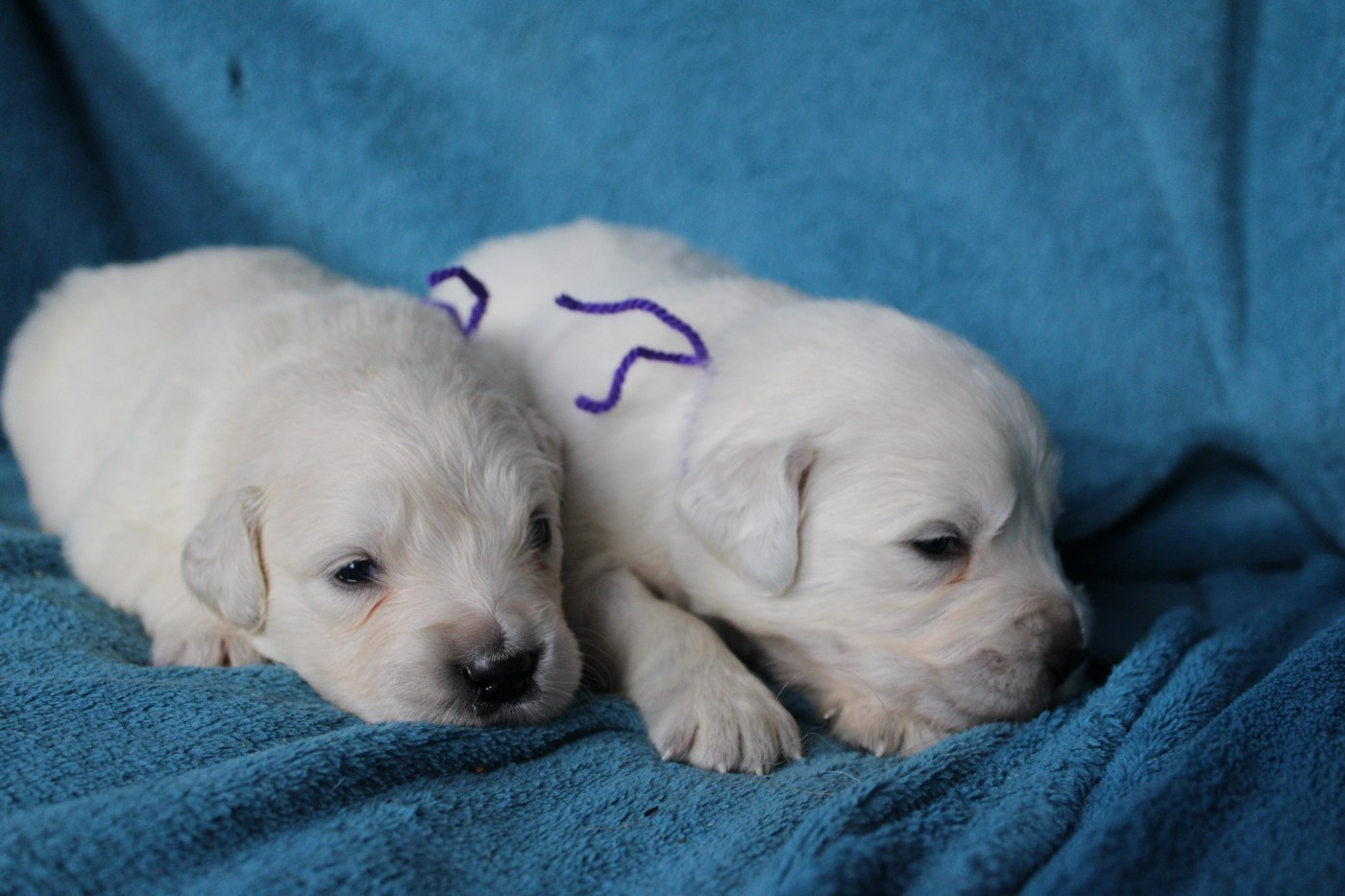 Des Anges Du Mont D'or - Chiots disponibles - Golden Retriever