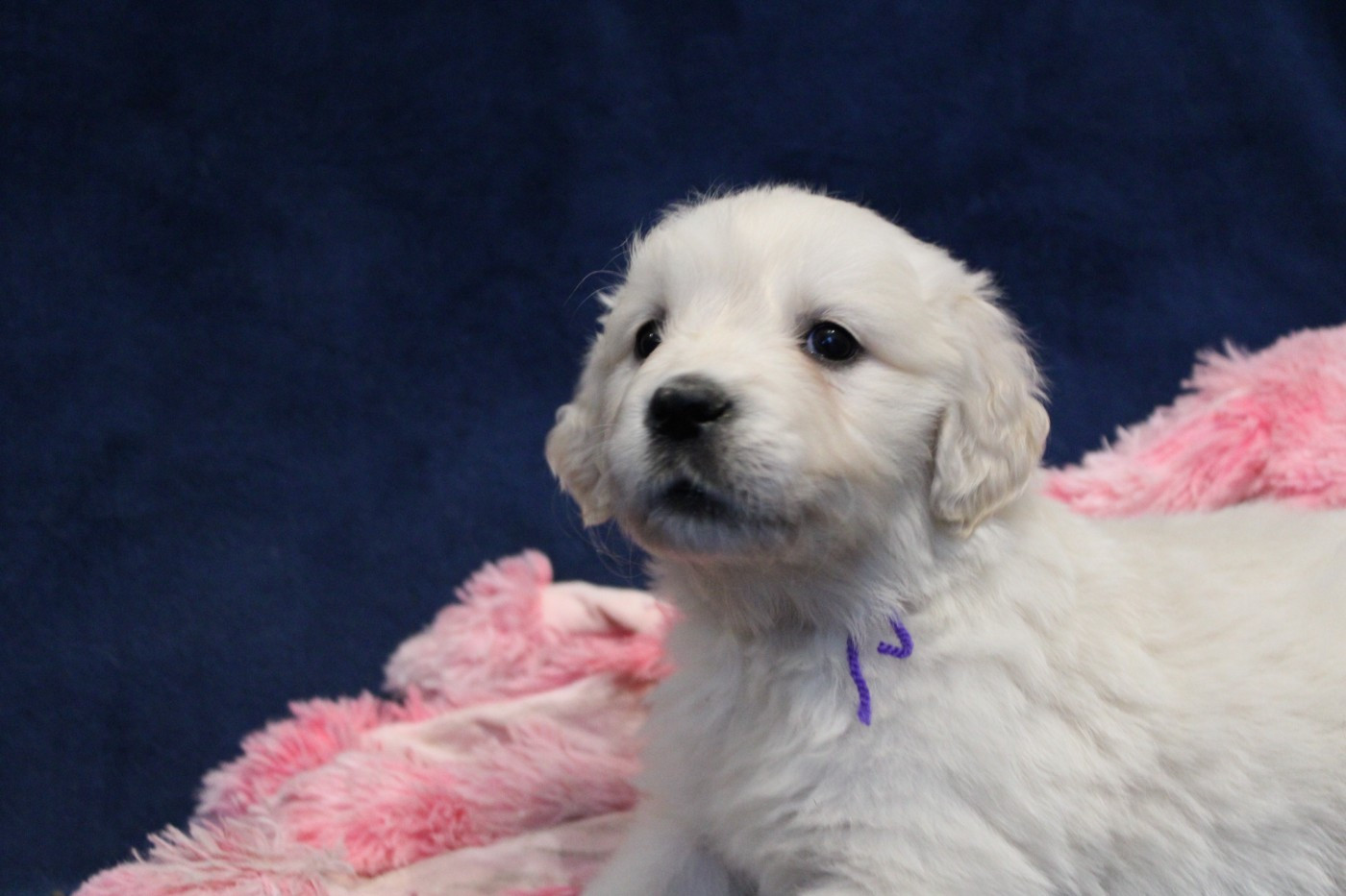 Des Anges Du Mont D'or - Chiots disponibles - Golden Retriever
