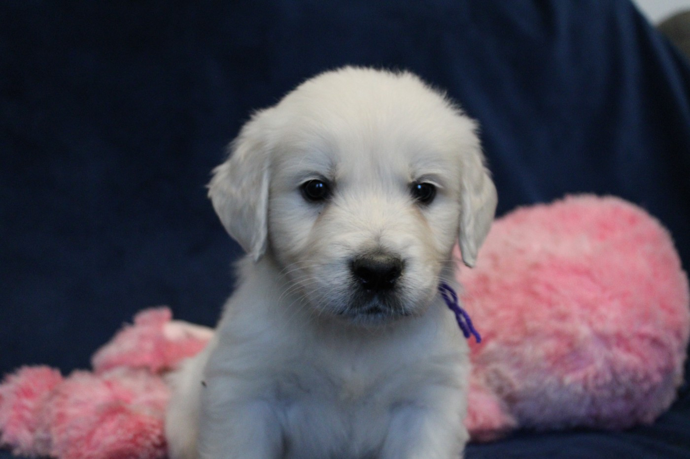Des Anges Du Mont D'or - Chiots disponibles - Golden Retriever