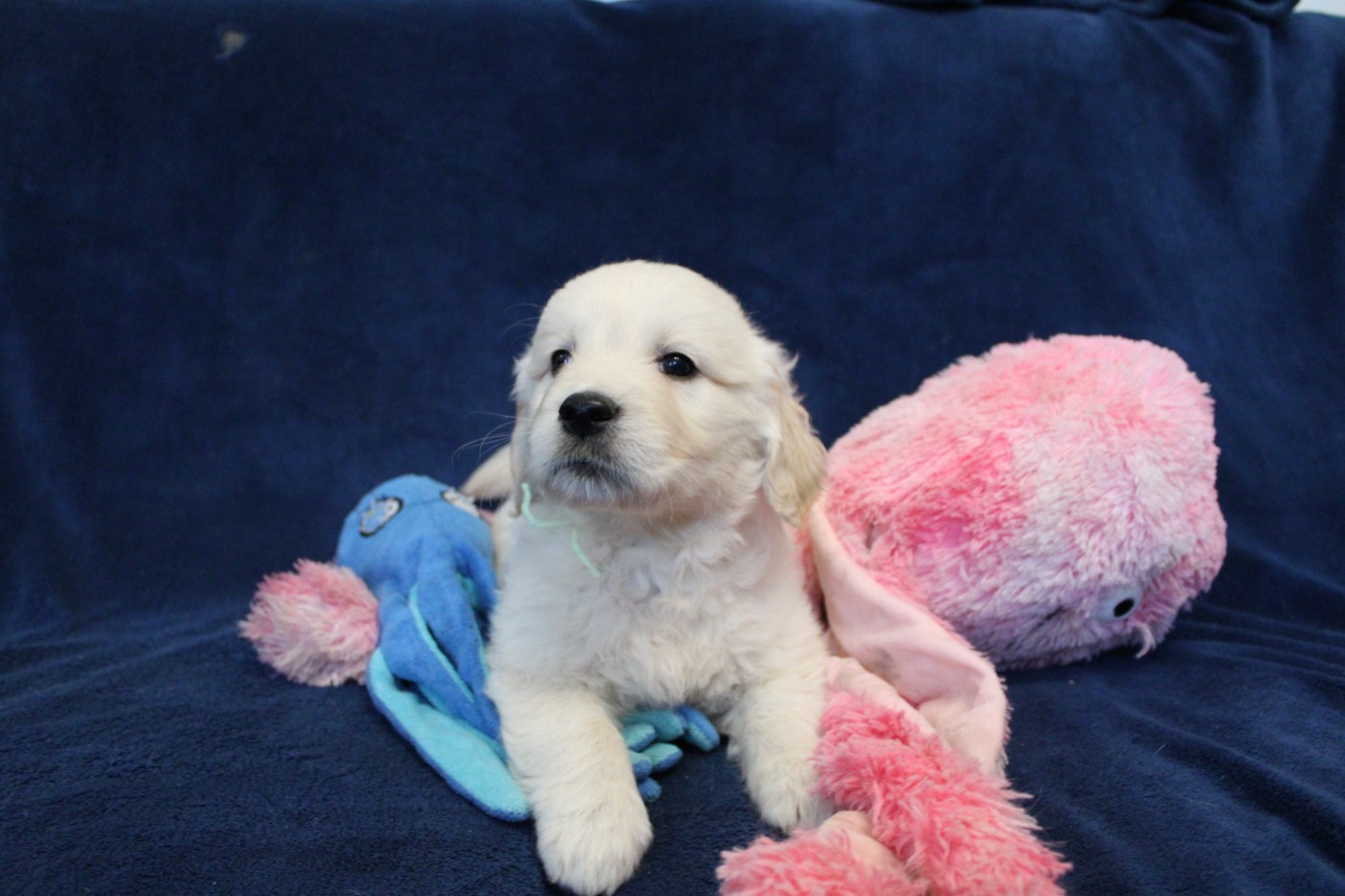 Des Anges Du Mont D'or - Chiots disponibles - Golden Retriever