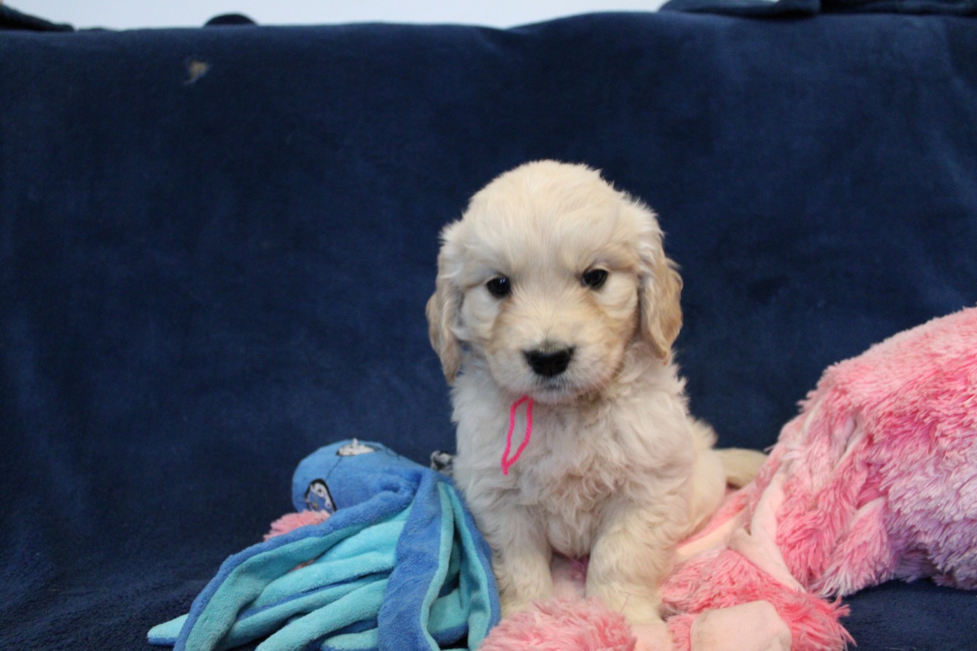 Des Anges Du Mont D'or - Chiots disponibles - Golden Retriever