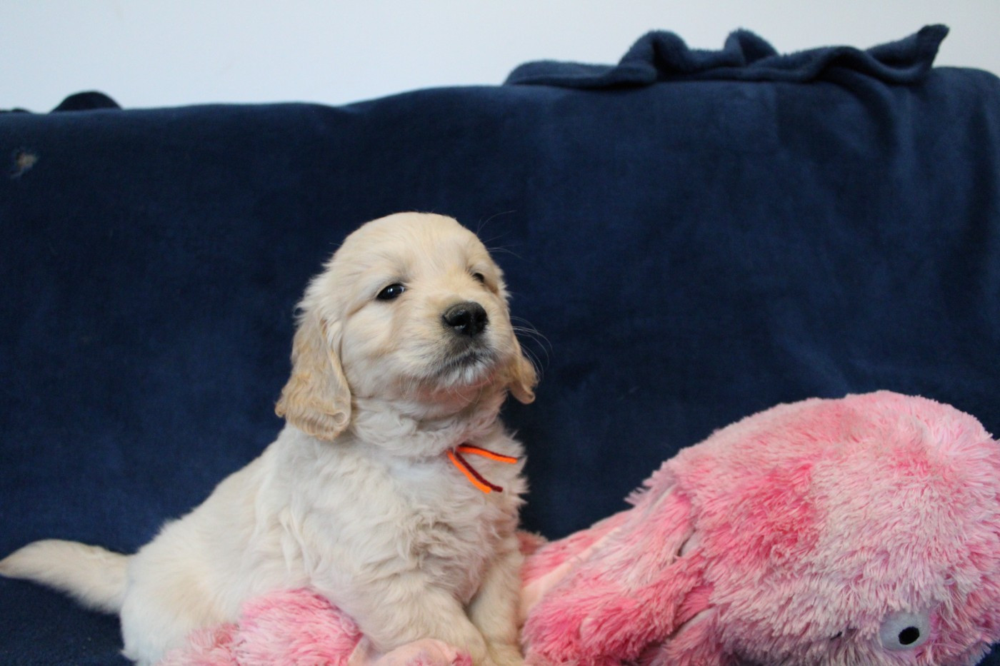 Des Anges Du Mont D'or - Chiots disponibles - Golden Retriever