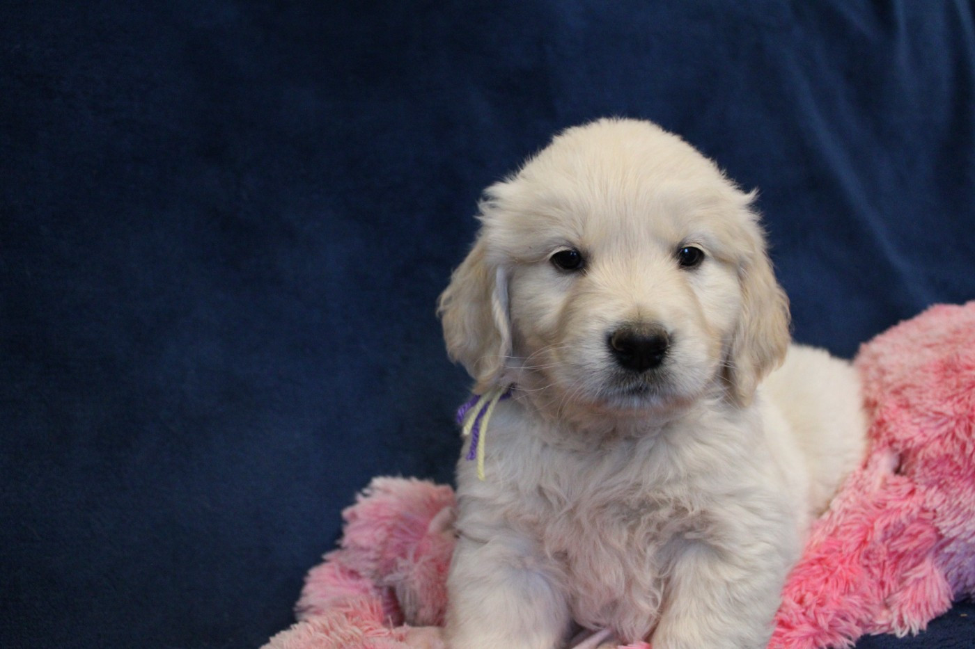 Des Anges Du Mont D'or - Chiots disponibles - Golden Retriever