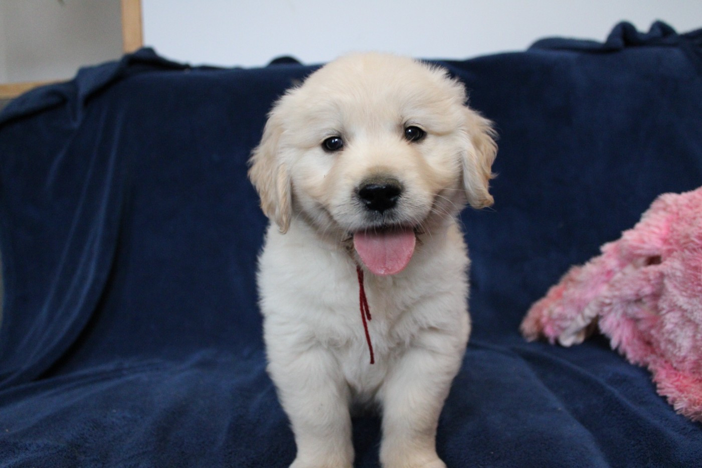 Des Anges Du Mont D'or - Chiots disponibles - Golden Retriever