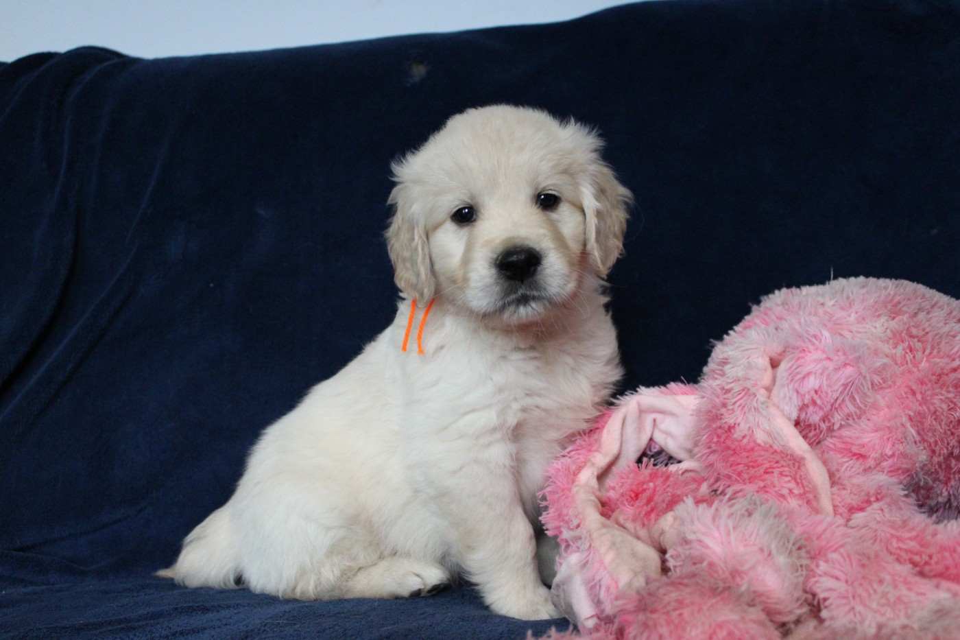 Des Anges Du Mont D'or - Chiots disponibles - Golden Retriever