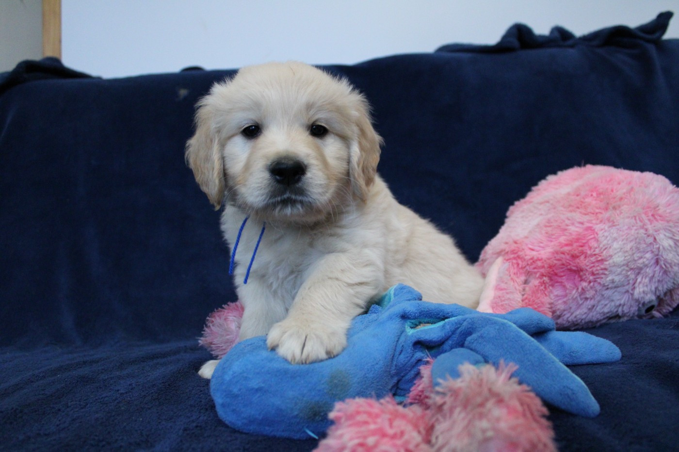 Des Anges Du Mont D'or - Chiots disponibles - Golden Retriever