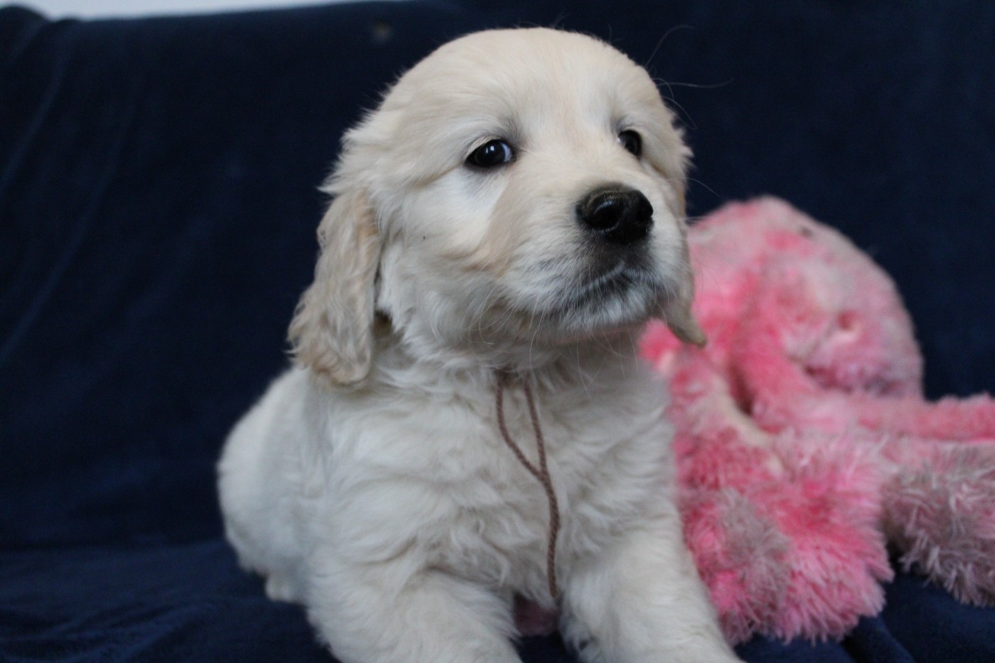 Des Anges Du Mont D'or - Chiots disponibles - Golden Retriever