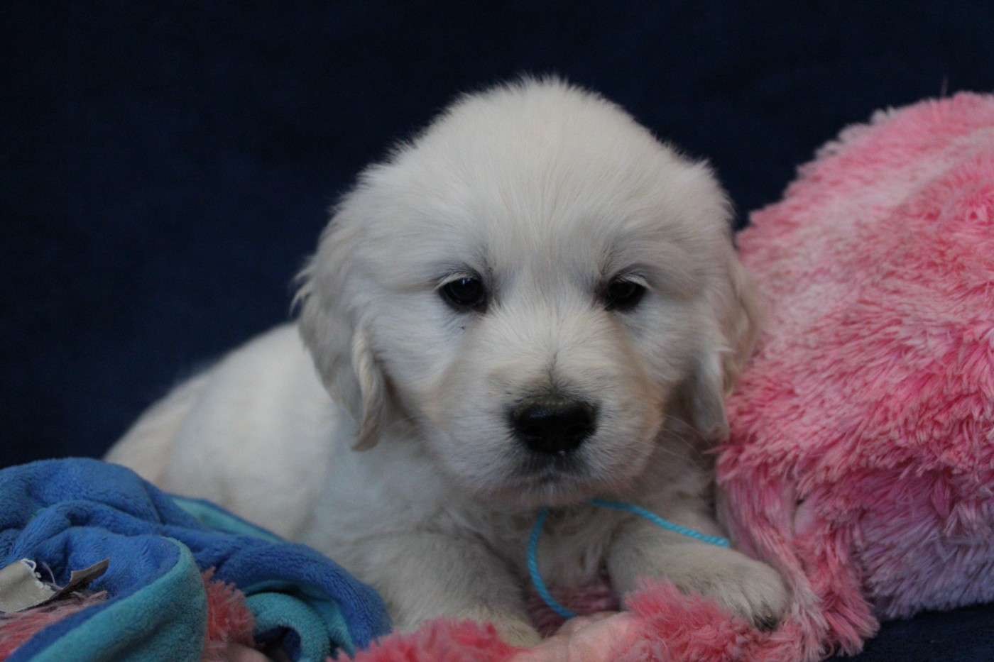 Des Anges Du Mont D'or - Chiots disponibles - Golden Retriever