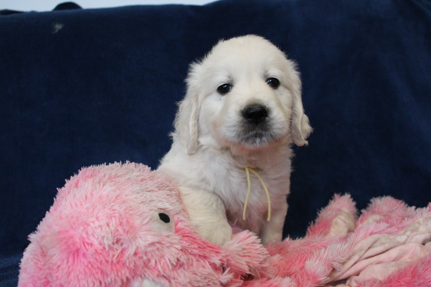 Des Anges Du Mont D'or - Chiots disponibles - Golden Retriever