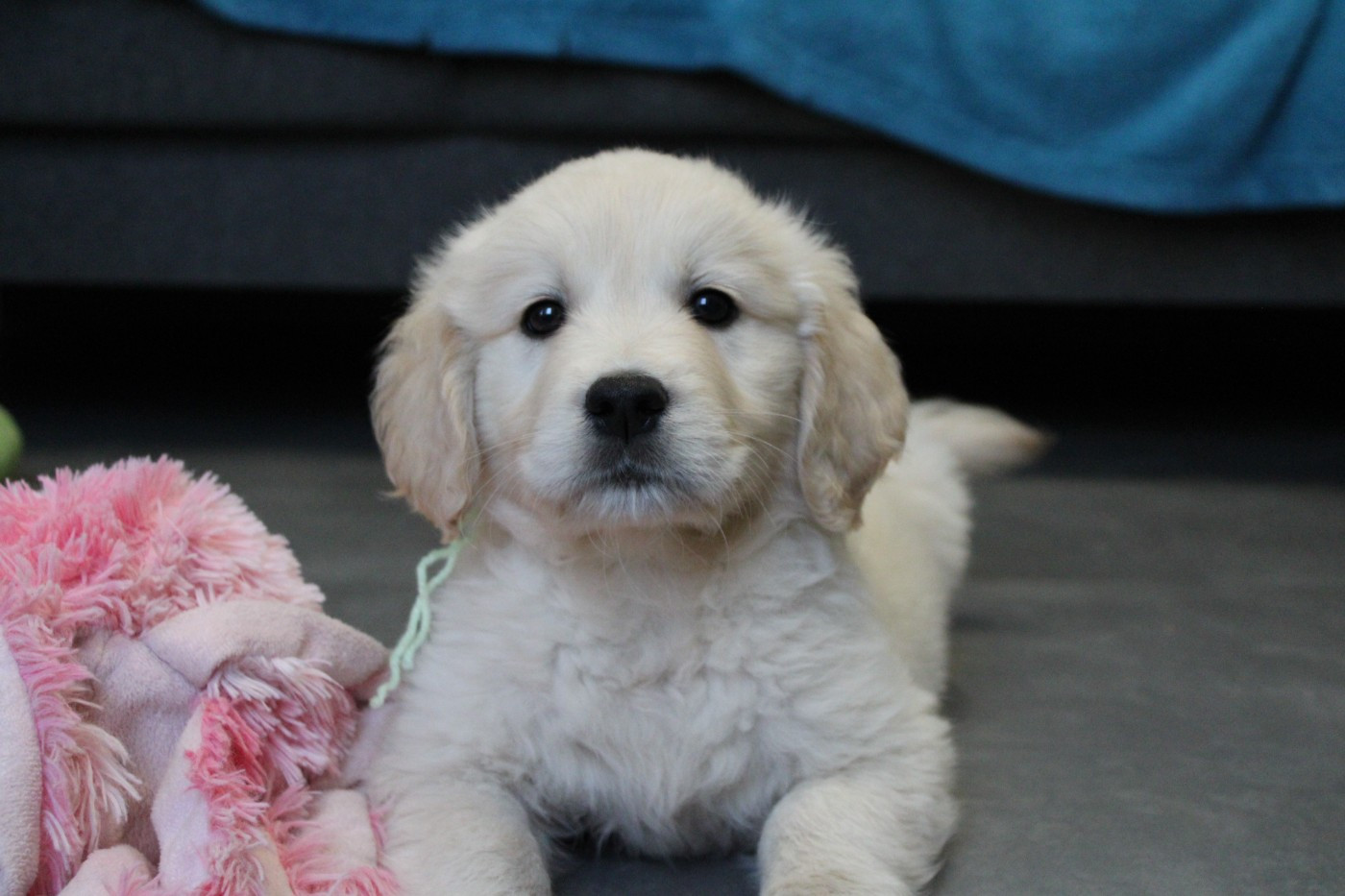 Des Anges Du Mont D'or - Chiots disponibles - Golden Retriever
