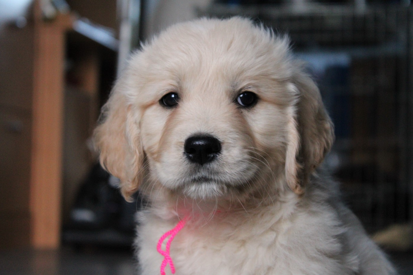 Des Anges Du Mont D'or - Chiots disponibles - Golden Retriever