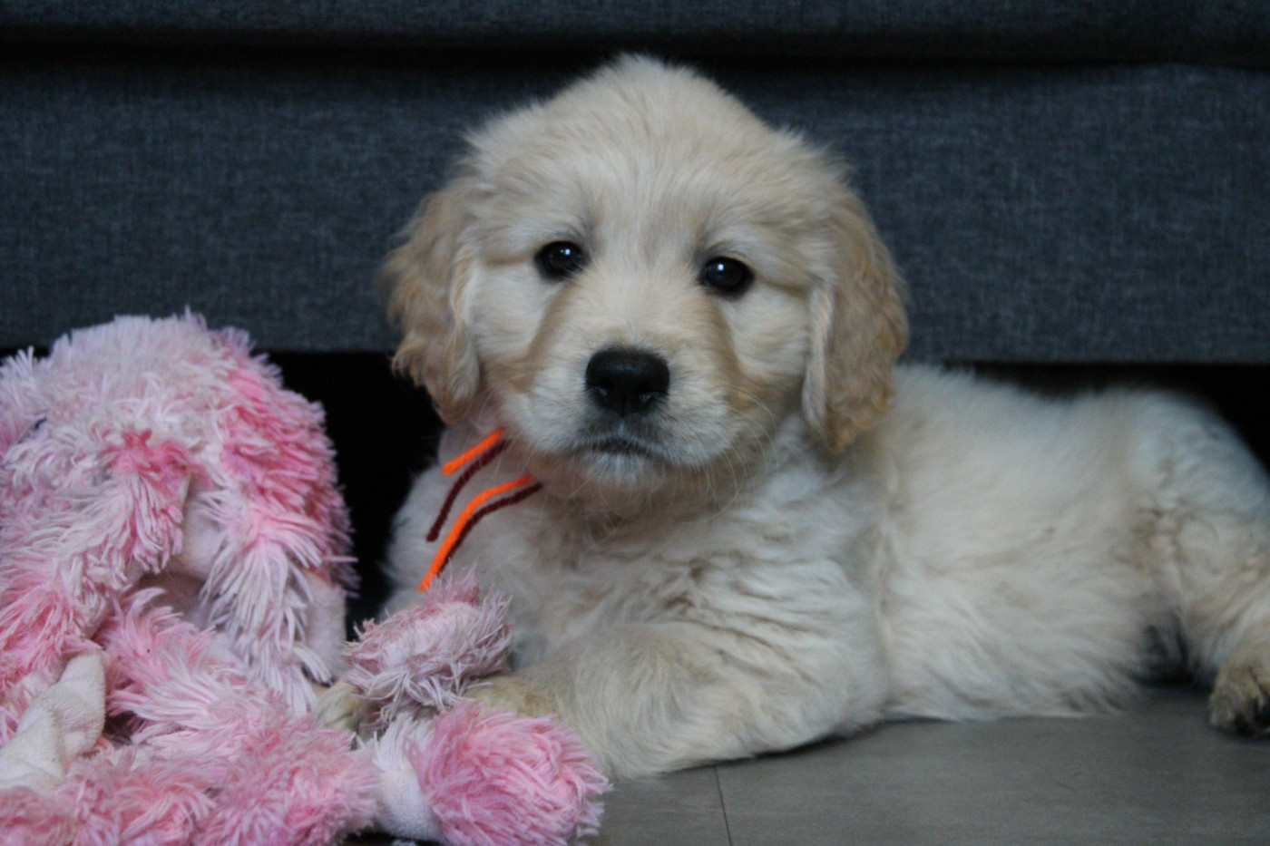 Des Anges Du Mont D'or - Chiots disponibles - Golden Retriever