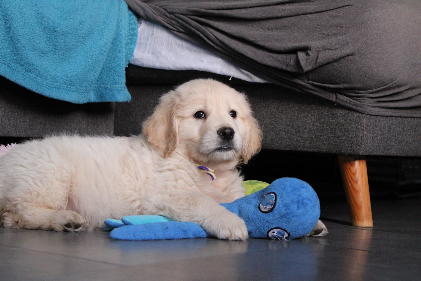 Des Anges Du Mont D'or - Chiots disponibles - Golden Retriever