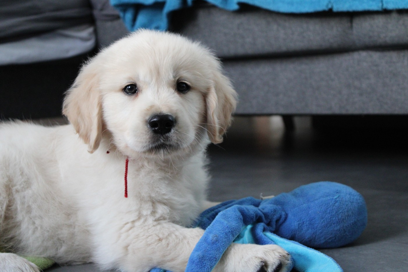 Des Anges Du Mont D'or - Chiots disponibles - Golden Retriever
