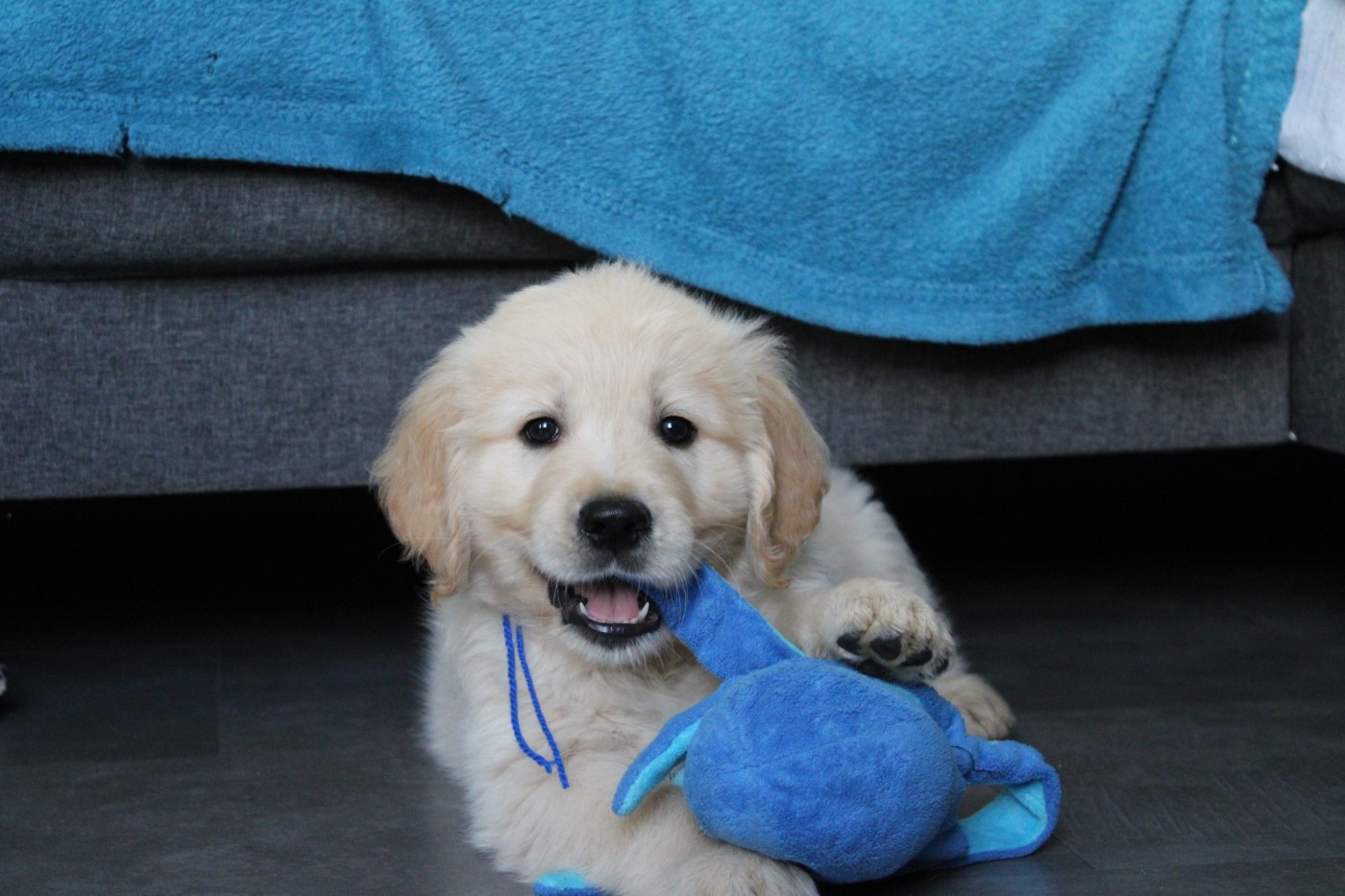 Des Anges Du Mont D'or - Chiots disponibles - Golden Retriever