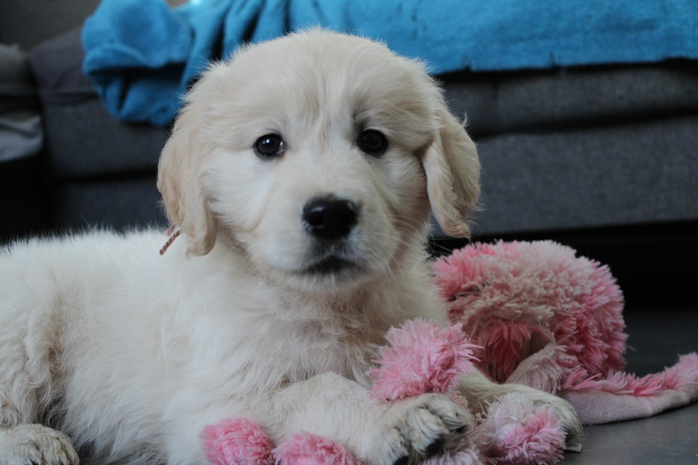 Des Anges Du Mont D'or - Chiots disponibles - Golden Retriever