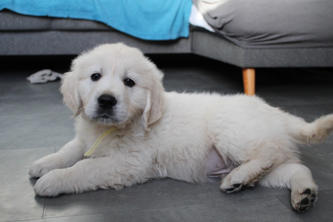 Des Anges Du Mont D'or - Chiots disponibles - Golden Retriever